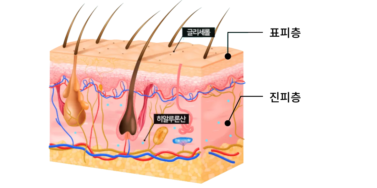 피부 단면 스킨레이어 도해 — 표피층과 진피층에 모두 작용하는 리바이브